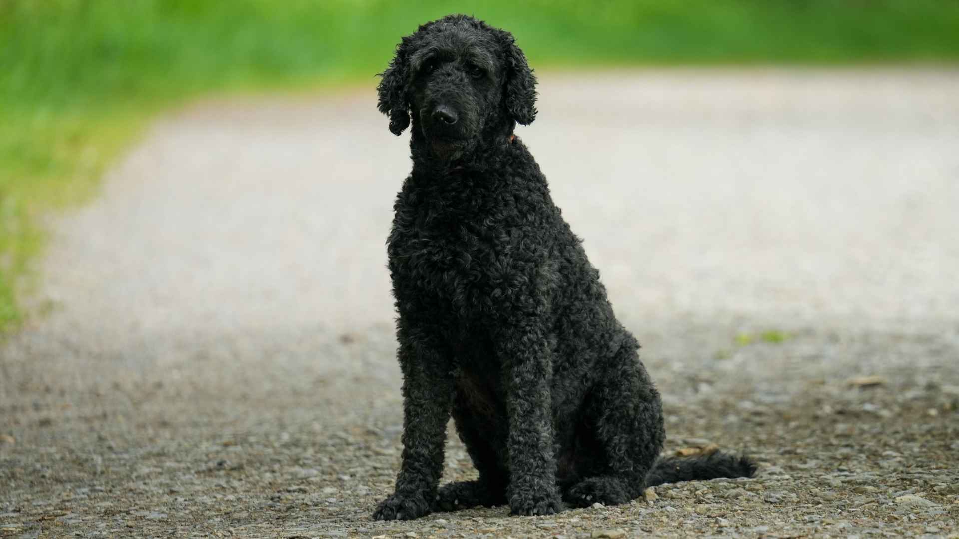 Retriever de Pelo Rizado